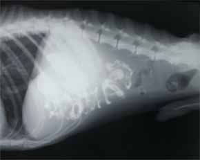 ひも状異物1.jpg