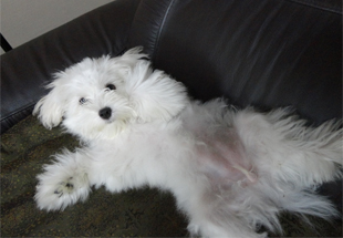 子犬２.jpg