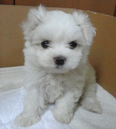 子犬.jpg