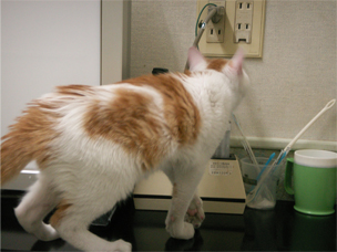 子猫２.jpg