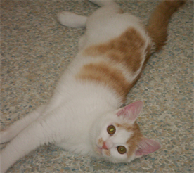 子猫３.jpg