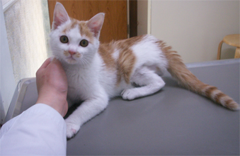 子猫1.jpg