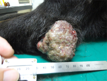 犬　扁平上皮癌2.jpg